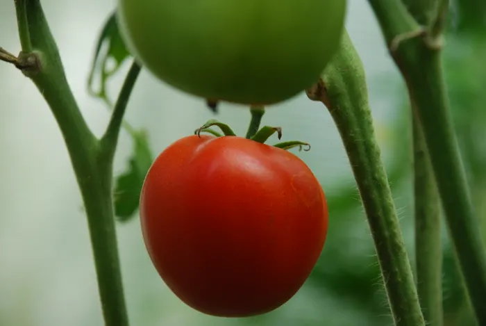 Reducing Waste While Practicing Balcony Vegetable Gardening