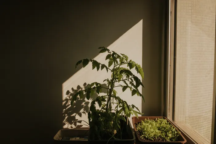 Keeping Notes About Your Balcony Vegetable Gardening Progress